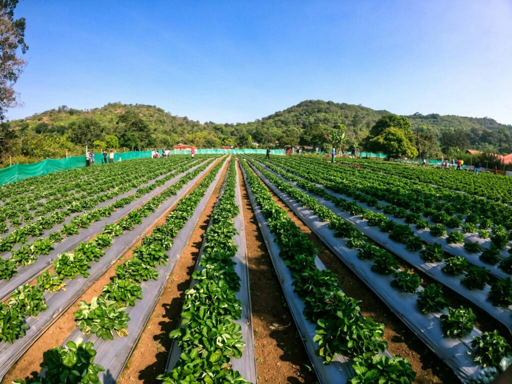 Customer case BASF Nunhems